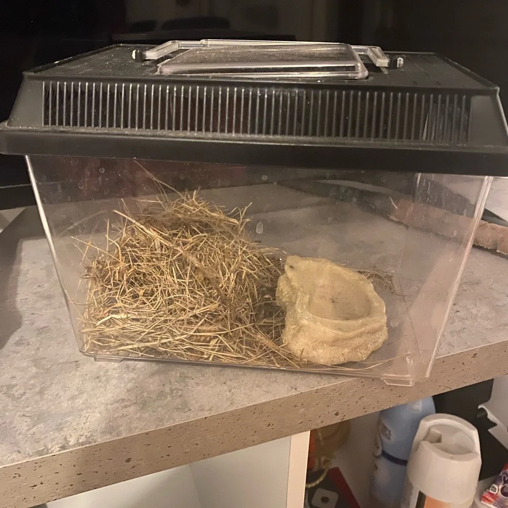 Lizard Cage